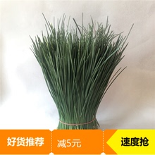 长白山野生自采松针茶新鲜松针叶红松针五针松针马尾松针酵素500g