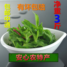 新鲜蔬菜冰草一份3斤包邮申通有坏包赔现采现发保证品质