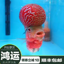 泰国进口鸿运罗汉鱼鸿运当头罗汉鱼亚成大头鸿运罗汉鱼起头罗汉鱼