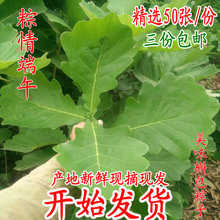 包邮 3份 新鲜槲叶粽叶菠萝叶桲椤叶天然大粽子叶胡叶槲包叶50片
