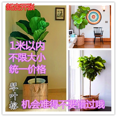 客厅植物盆栽大年货节