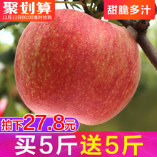 一箱 野生丑苹果冰糖心吃 包邮 苹果水果当季新鲜红富士整箱10斤装