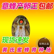 产卵蜂王种王 开产王 蜂王 蜜浆型王 意蜂种王 2019金喀种蜂王
