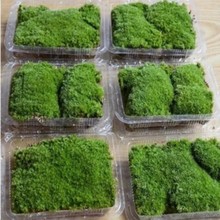 背景种植青台草垫材青苔绿植鲜活乌龟铺面草皮专用永生彩叶石头桌