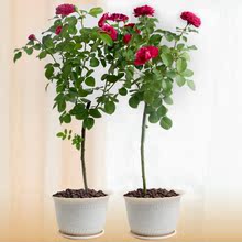 红色重瓣持续开花 龙沙宝石 7加仑盆栽苗 树状月季红色达芬奇