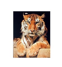 Wild Bengal Tiger Custom Wall Paper HD Pictures and Printing