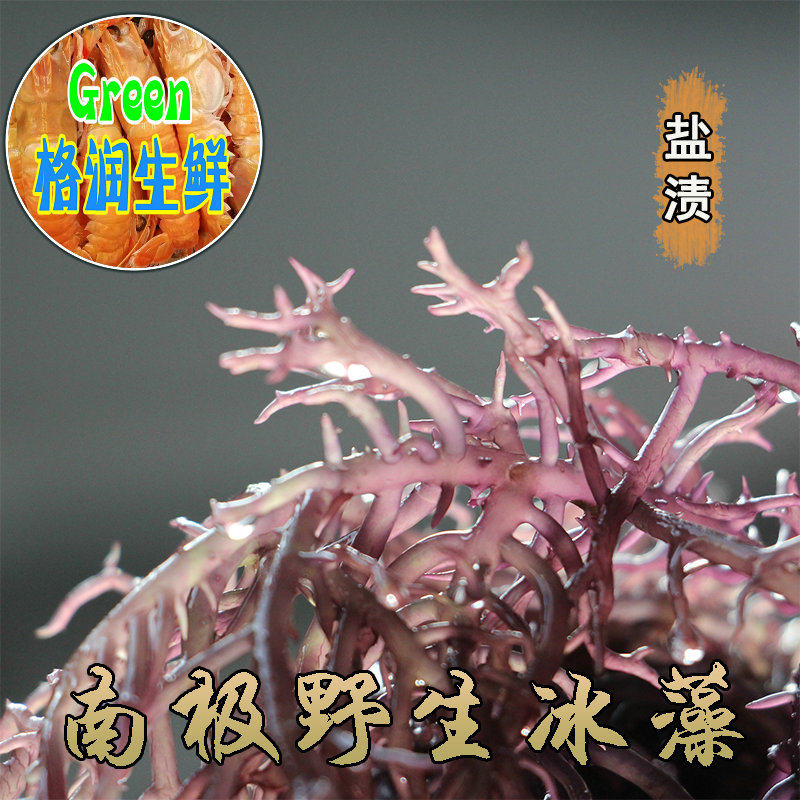 冰藻菜,冰藻,冰藻参(第4页)_大山谷图库