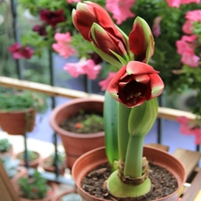 对子莲 观花植物当年开花 朱顶兰花阳台 红花莲 盆栽花卉朱顶红