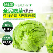 包邮 球生菜500g新鲜汉堡西生菜混合蔬菜沙拉食材圆球形球型5件