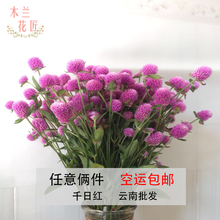 包邮 新鲜千日红粉色鲜花配花可做干花搭配家庭办公室插花空运