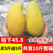 包邮 新鲜当季水果水仙芒果青芒非贵妃芒果 海南金煌芒果带箱10斤