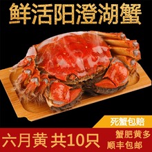 六月黄阳澄湖大闸蟹鲜活特大10只 2两螃蟹现货礼盒装顺丰包邮