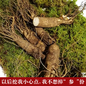 包邮 新鲜长白山鲜人参野山参集安人参残支单支40g左右10支 特价