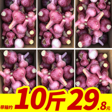 非糖蒜干蒜 2019年鲜蒜湿蒜山东金乡新鲜紫皮大蒜头带箱约10斤