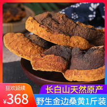 【500g 1斤装】品界长白山正宗野生桑树桑黄金边野生桑黄灵芝500g