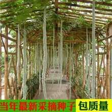 蔬菜种子春夏 特色大蛇瓜果种子 蛇豆蛇瓜种子 蛇豆种子爬藤庭院