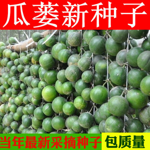 瓜蒌种子吊瓜子种子瓜蒌籽苦瓜栝楼种子瓜楼中药材种子种籽