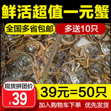 果令营大闸蟹鲜活一元小蟹0.3-0.5两香辣蟹毛蟹小河蟹小螃蟹包邮