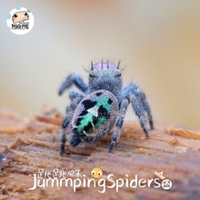 Phidippus.sp.Satanas 高端收藏级 大型P属跳蛛 撒旦巨跳 跳跳蛛
