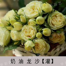 抗病切花强香月季花园观花植物 奶油龙沙灌木 华彩园艺