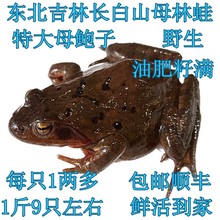 顺丰 包邮 3斤 1斤9只左右鲜活母林蛙东北吉林长白山母鲍子活母蛤蟆