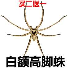 蜘蛛活体 蟑螂天敌 宠物 杀蟑螂 害虫杀手 灭小强 白额高脚蛛