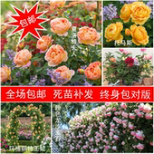 灌木阳台盆栽地栽月季花苗 红龙 粉龙四季大花藤本 红色龙沙宝石