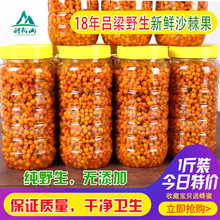 包邮 沙棘果新鲜鲜果山西吕梁特产精选野生特级沙刺果酵素榨汁1斤
