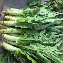 500g 新鲜莴苣笋莴苣笋莴菜莴笋时令蔬菜香莴笋