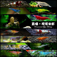 观赏虾套餐水族箱除藻虾清洁虾活体饲料工具虾草缸黄米极火水晶虾