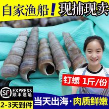 包邮 顺丰水产贝类1斤 去尾钉螺鲜活锥螺可做麻辣钉螺麻辣海鲜批发