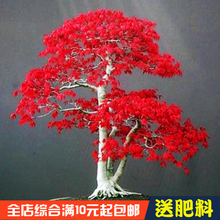 秋火焰 四季红叶枫树籽 美国红枫种子 庭院家居观赏盘景树花种子
