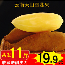 整箱11斤云南天山红泥沙雪莲果新鲜包邮应季批发水果净重10斤