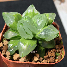 冰城寿 十二卷玉露多肉植物一物一拍满48元 包邮 背窗美 艾上多肉