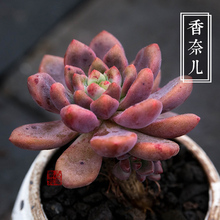 办公桌迷你盆栽绿植花卉景天 精品多肉植物 香奈儿 2019新品