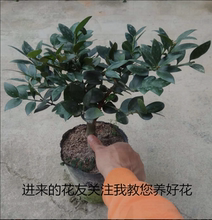 竹柏盆栽圆叶嫁接四季常青好养观叶赏型植物阳台庭院别墅绿化竹柏