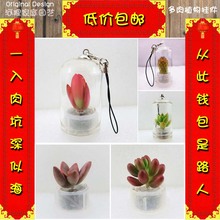创意迷你小植物瓶装多肉挂件钥匙扣链手机挂件生态瓶送人生日礼物