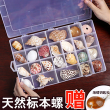 天然贝壳海螺幼儿园幼教海洋生物科普材料标本螺礼盒收藏教具套装