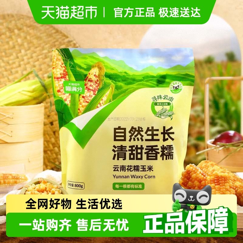 喵满分爆卖云南普洱玉米花糯白糯新鲜现摘巴掌玉米