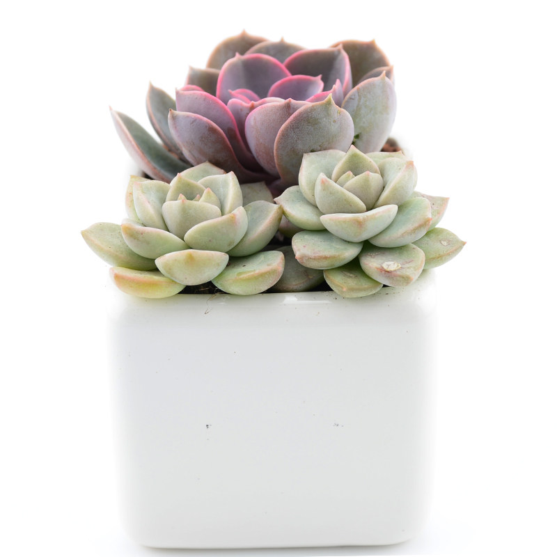 招远市安逸花分期每一期是不是一个月【加@V