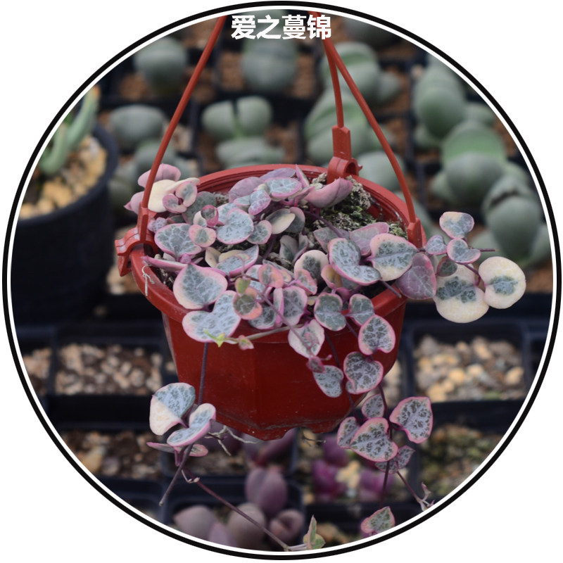 南阳市玖富万卡一万元一个月利息多少【加)V信