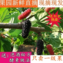 免洗 包邮 一级4斤果 2019新鲜桑葚孕妇水果树莓黑桑椹桑葚子黑桑果