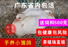 一对白羽王信鸽赛鸽观赏鸽肉鸽种 雏鸟幼鸟活体鸽子活体肉鸽种鸽