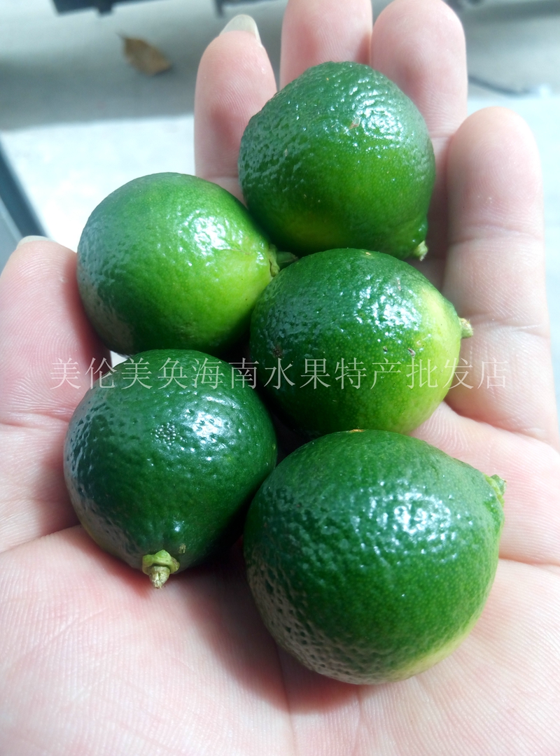 促销海南青金桔小青桔新鲜小金桔小青橘 大果