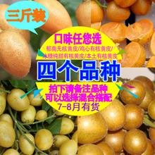 包邮 冰糖纯甜鸡心有核山本土有核山郁南无核黄皮果新鲜水果广东省