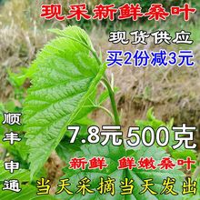 包邮 桑叶新鲜蚕宝宝饲料蚕桑小蚕嫩桑叶桑树叶叶大现摘榆树叶蚕叶