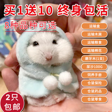 仓鼠活体宠物 紫仓三线活仓鼠 布丁仓鼠银狐宝宝 包邮 活体买2只
