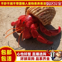 包邮 包活 陆生超大草莓灰白短腕寄居蟹观赏虾蟹活物懒人宠物蟹