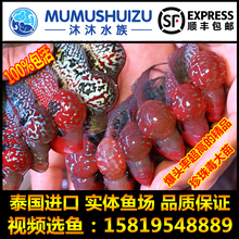 泰国罗汉鱼苗活体起头水头鸿运当头蛇纹重金属珍珠马骝大苗小亚成