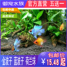 观赏鱼 凤凰 一组 金波子 包邮 皮卡丘 荷镭挤锘饲 阿凡达 蓝波子